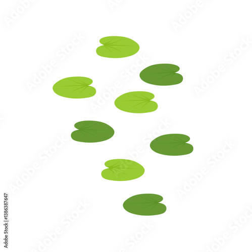 Duckweed lemna minor illustration 
