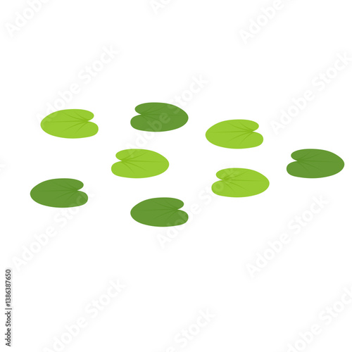 Duckweed lemna minor illustration 