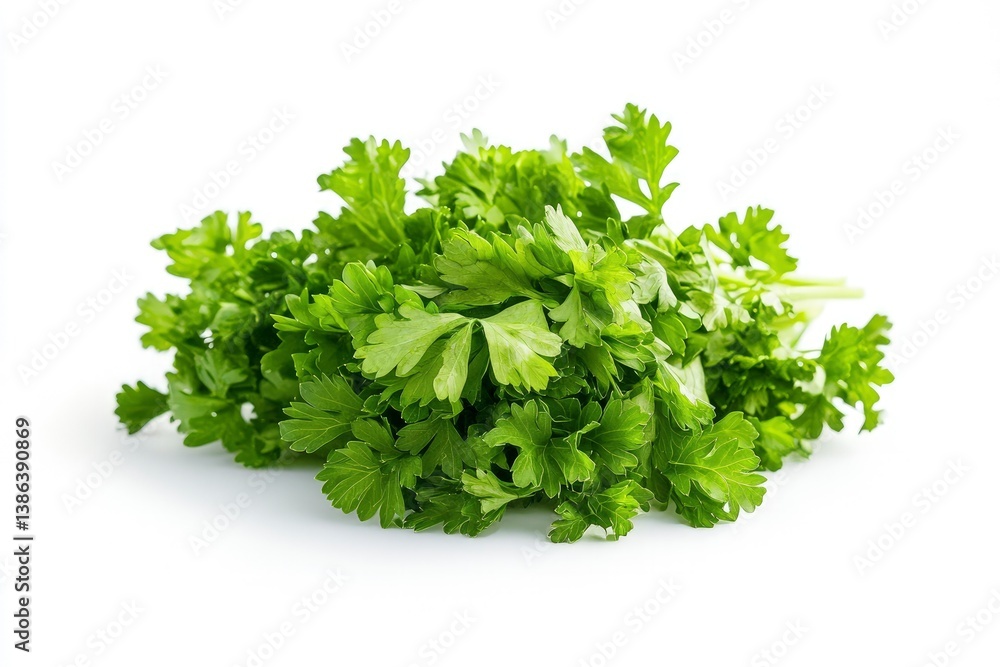 Fresh Parsley Bunch Isolated on White Background for Culinary Use Fresh Parsley Bunch Isolated on White Background for Culinary Use