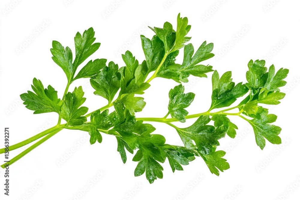 Fototapeta premium Fresh Parsley Sprig on White Background for Culinary Use