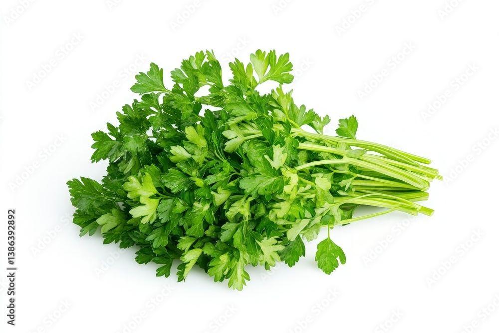 Fresh Parsley Bunch on White Background for Cooking and Garnish Fresh Parsley Bunch on White Background for Cooking and Garnish