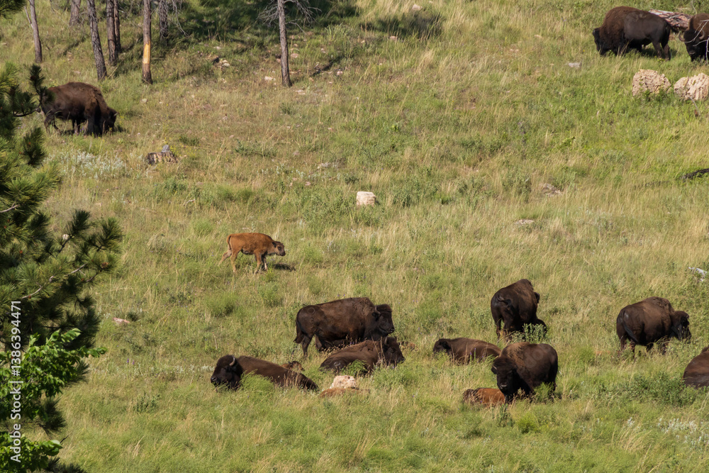 Bison herd on a hillside Bison herd on a hillside