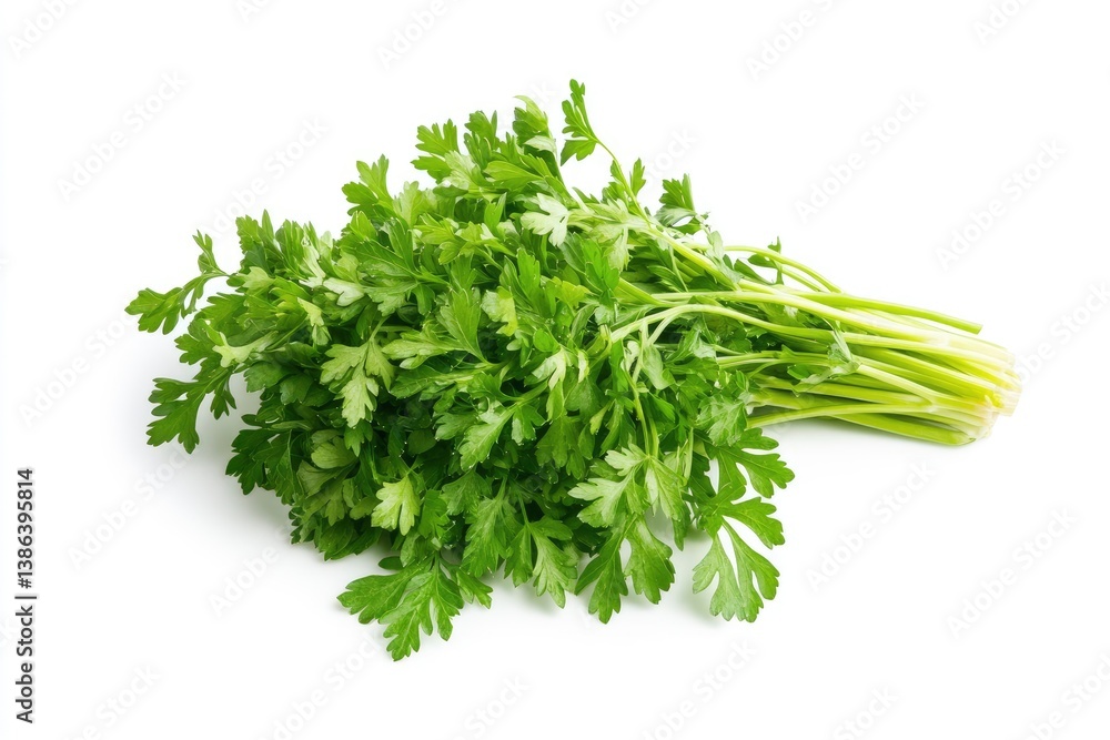 Fresh Parsley Bunch Isolated on White Background for Culinary Use Fresh Parsley Bunch Isolated on White Background for Culinary Use
