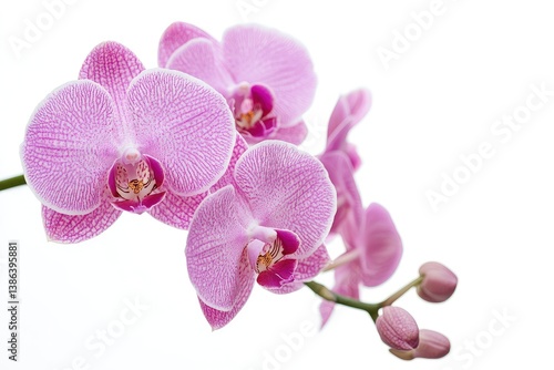 Close-up of Delicate Pink Orchid Flowers Blooming on White Background