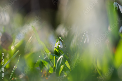 Snowdrops Flowers on a Sunny Spring Day in Europe