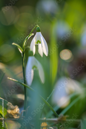 Snowdrops Flowers on a Sunny Fresh Spring Day in Europe Galanthus nivalis