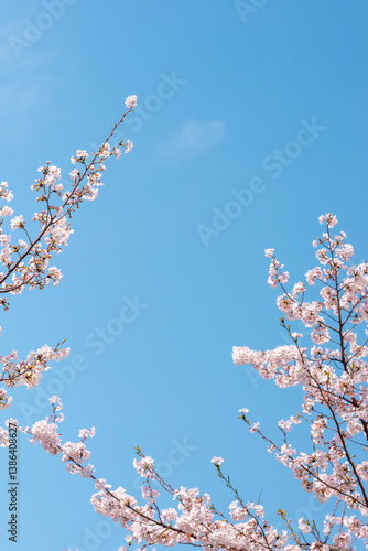 青空に映える桜