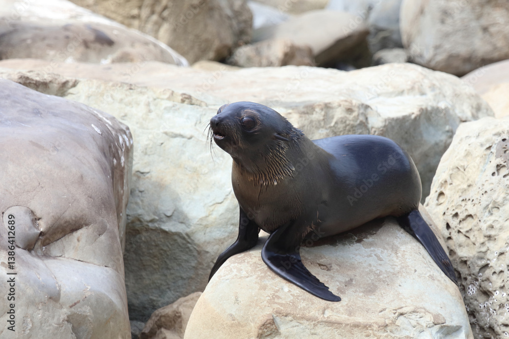 Fototapeta premium Neuseeländischer Seebär / New Zealand fur seal / Arctocephalus forsteri.