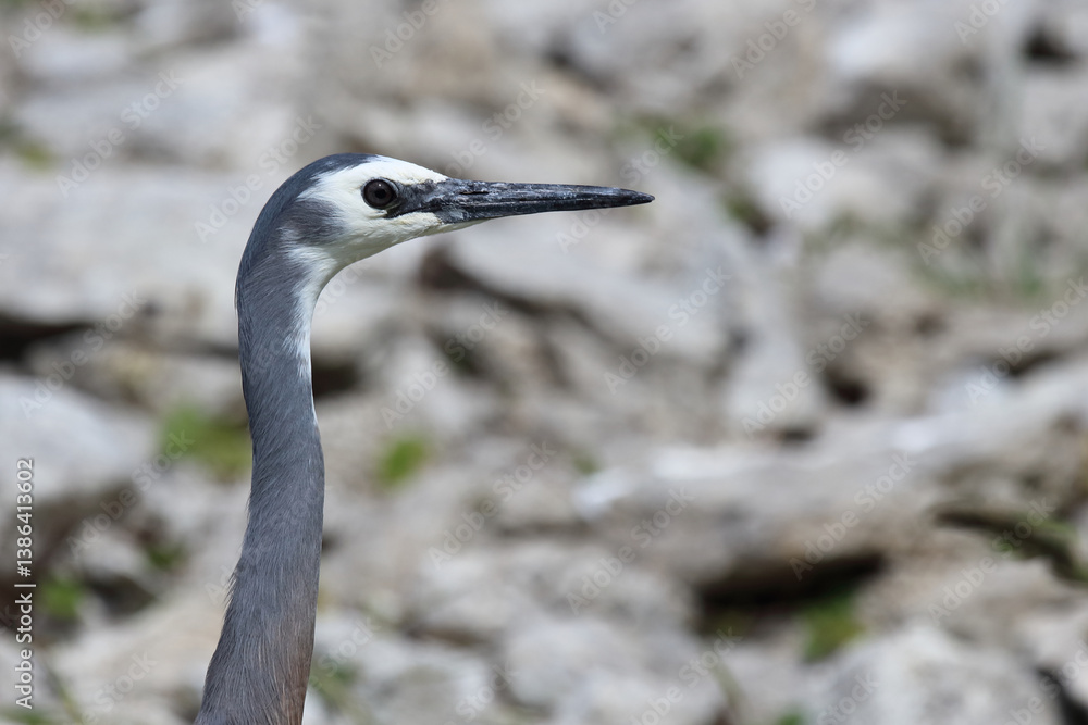 Weißwangenreiher / White-faced or white-fronted heron / Egretta novaehollandiae Weißwangenreiher / White-faced or white-fronted heron / Egretta novaehollandiae