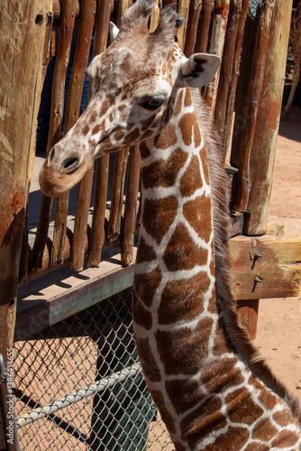 Photography portrait of a giraffe