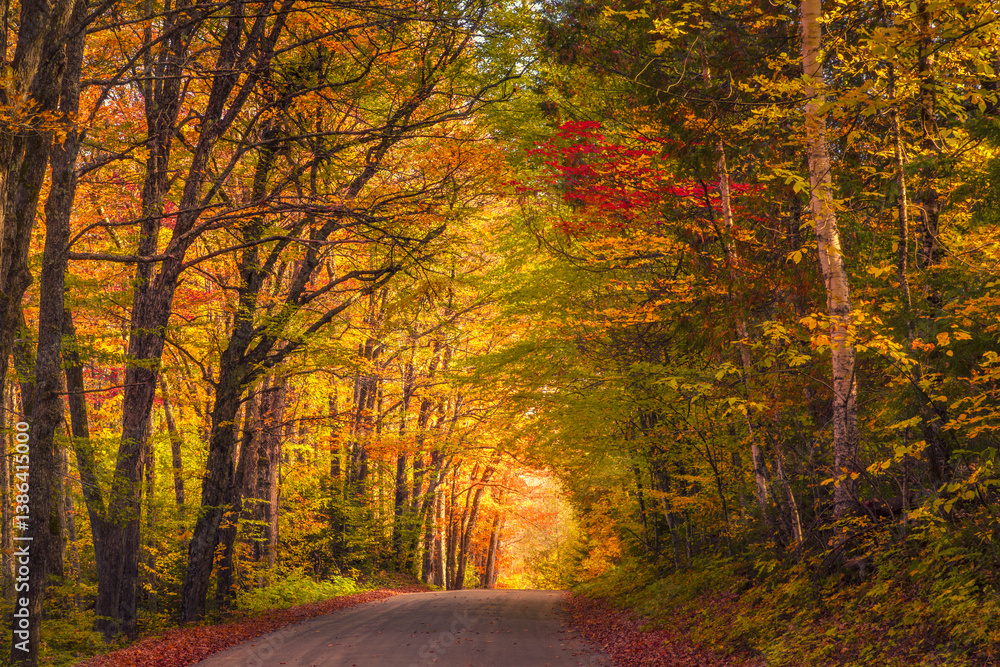 Fototapeta premium Vibrant autumn colors form a canopy over a gravel road in Vermont