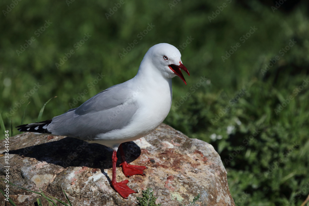 Rotschnabelmöwe / Red-billed gull / Larus scopulinus Rotschnabelmöwe / Red-billed gull / Larus scopulinus