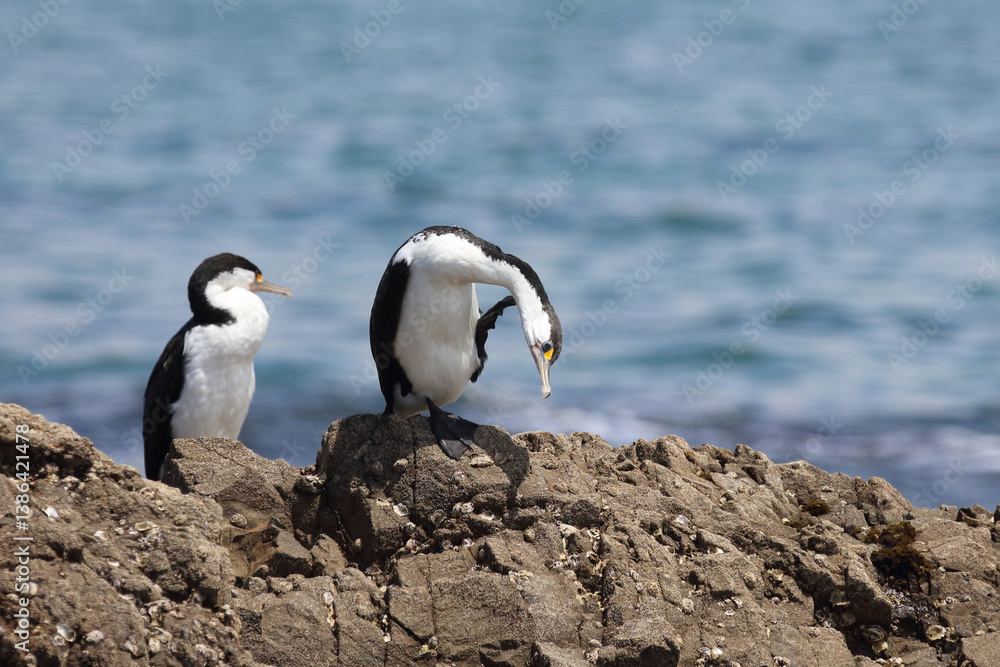 Fototapeta premium Elsterscharbe / Australian pied cormorant / Phalacrocorax varius