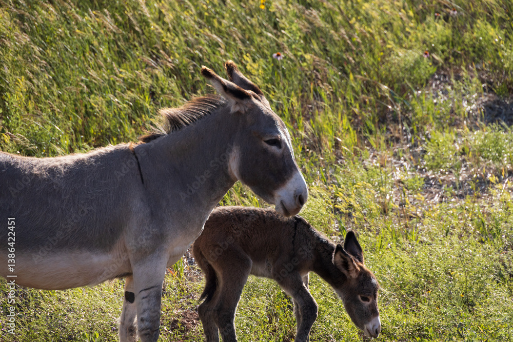 Wild burro with foal in tall grass Wild burro with foal in tall grass