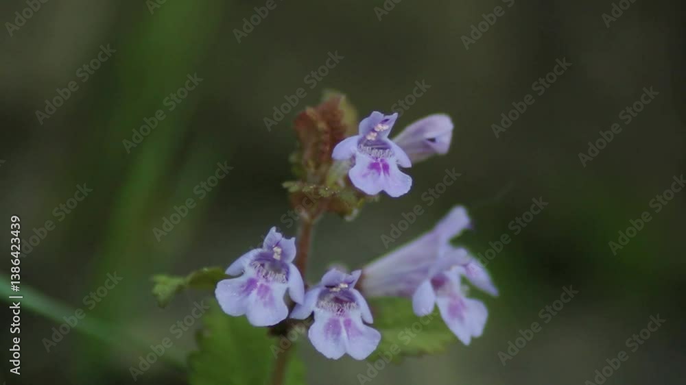 Flowers of Ground-ivy (Glechoma hederacea) at spring. Purple floral background
Flowers of Ground-ivy (Glechoma hederacea) at spring. Purple floral background