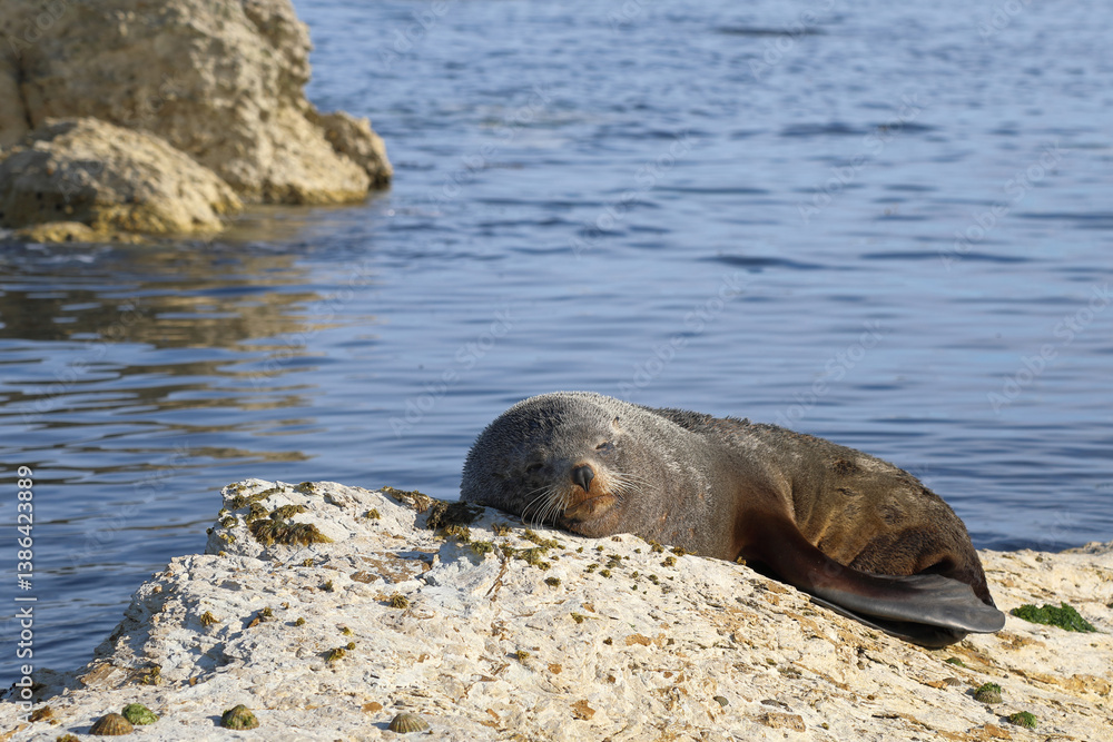Fototapeta premium Neuseeländischer Seebär / New Zealand fur seal / Arctocephalus forsteri