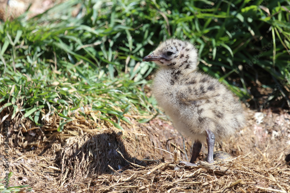 Fototapeta premium Rotschnabelmöwe / Red-billed gull / Larus scopulinus.
