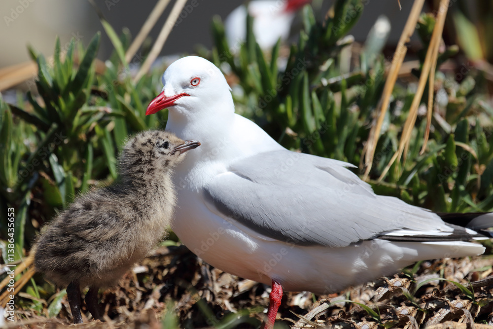 Fototapeta premium Rotschnabelmöwe / Red-billed gull / Larus scopulinus.