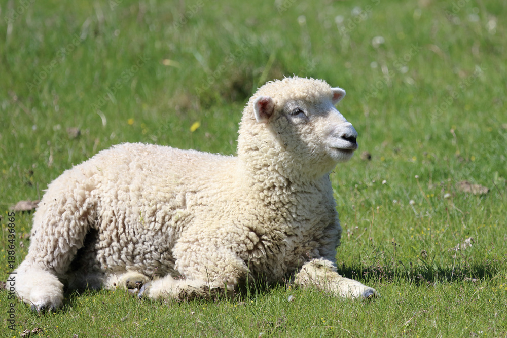 Fototapeta premium Romneyschaf / Romney sheep / Ovis.