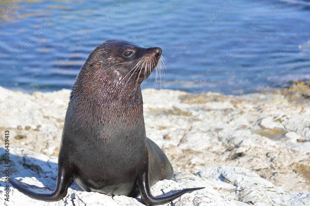 Obraz premium Neuseeländischer Seebär / New Zealand fur seal / Arctocephalus forsteri