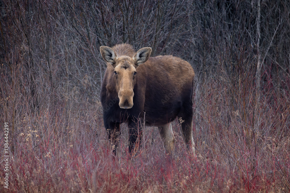 Cow moose Alces alces in the barren brush of early spring Kawartha Lakes Ontario Canada
Cow moose Alces alces in the barren brush of early spring Kawartha Lakes Ontario Canada