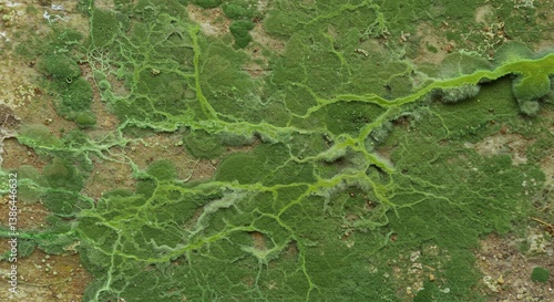 Detailed Close up of Green Mold Texture Nature s Abstract Art Fungi Growth on Surface
