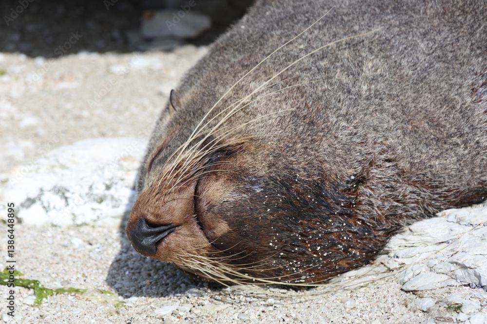 Fototapeta premium Neuseeländischer Seebär / New Zealand fur seal / Arctocephalus forsteri