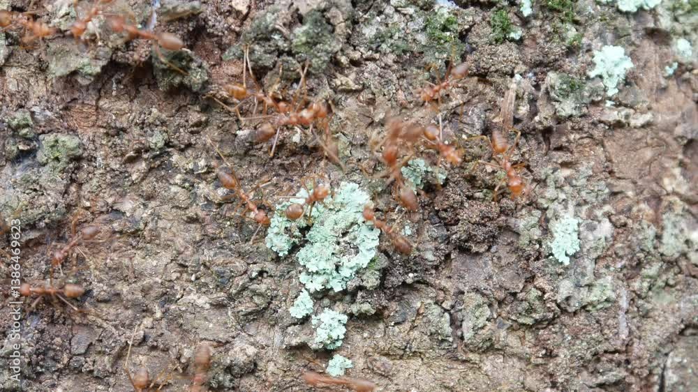 A group of weaver ants (Oecophylla) are on a tree trunk A group of weaver ants (Oecophylla) are on a tree trunk