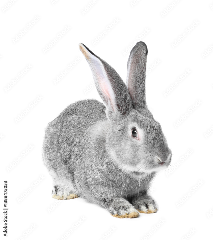 Fototapeta premium Fluffy grey rabbit on white background. Cute pet