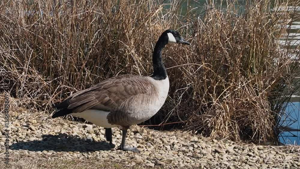 Goose on the lake shore