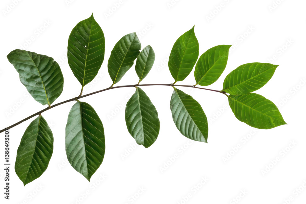 Green leaves of palm tree isolated on white background with cut path PNG Green leaves of palm tree isolated on white background with cut path PNG