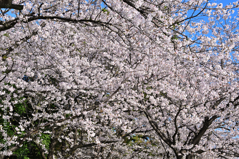 桜満開