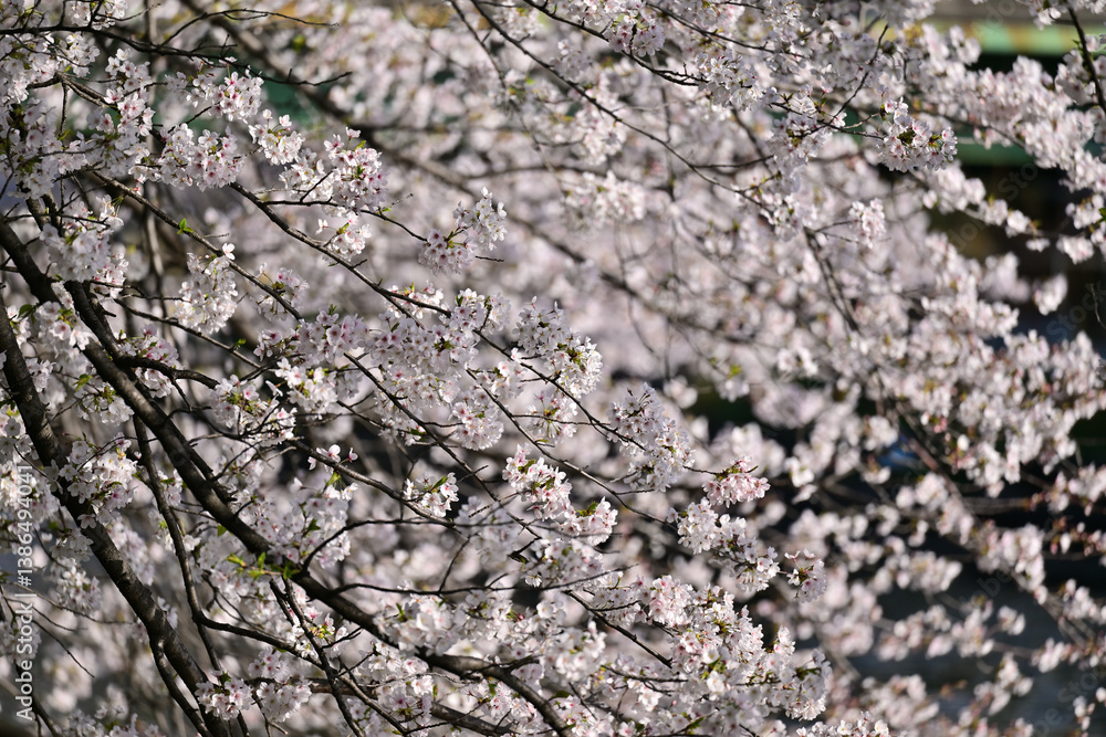 桜満開