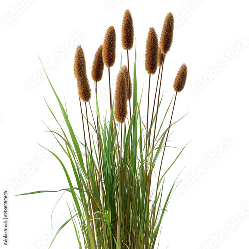 Lush Cattail Plant with Tall Brown Flower Spike Isolated on Transparent Background