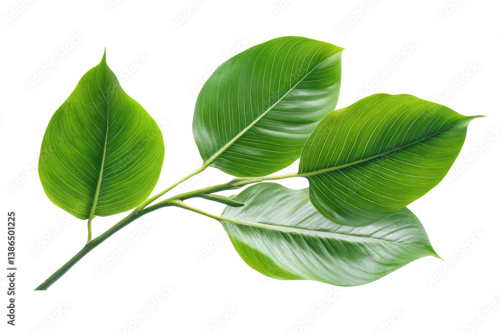 Green leaves of palm tree isolated on white background with cut path PNG Green leaves of palm tree isolated on white background with cut path PNG