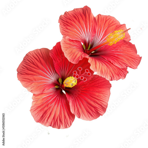 Vibrant red lotus flower in full bloom with delicate petals, transparent background