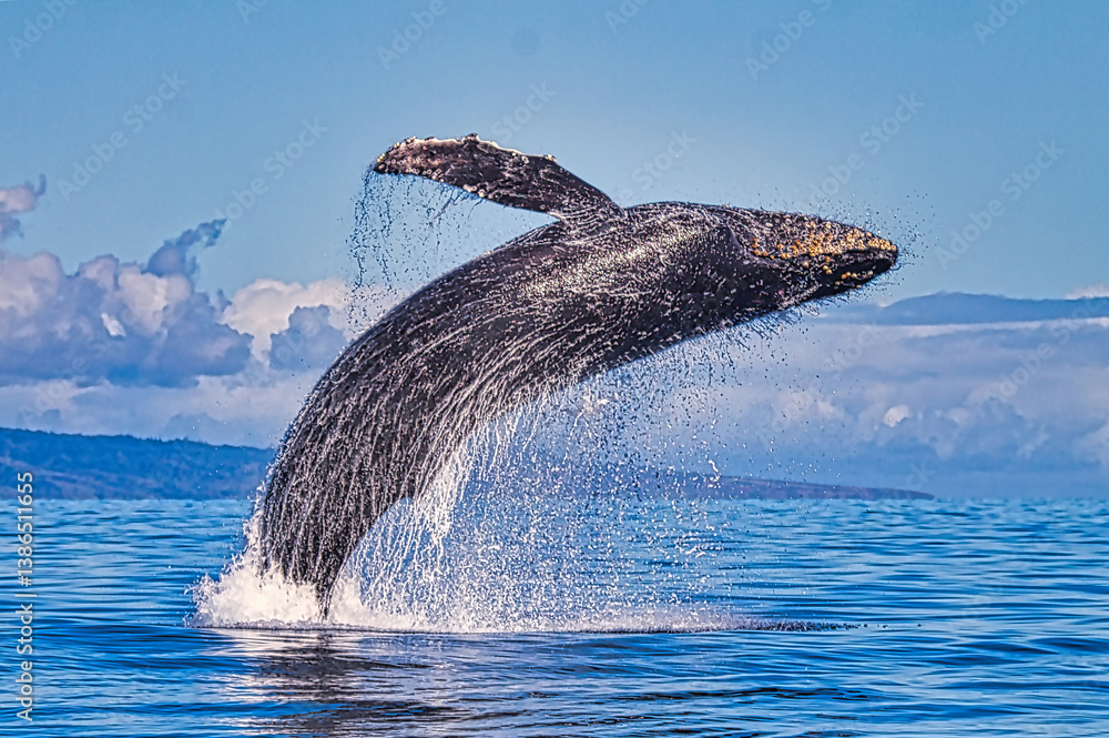 Obraz premium Energetic humpback whale breaching