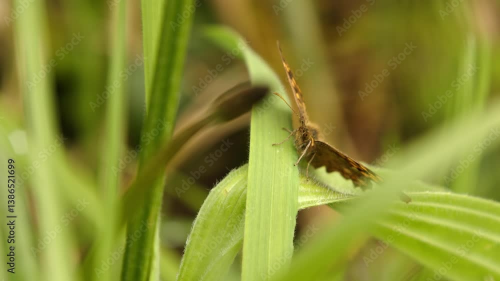 A butterfly perched on a green leaf surrounded by tall grass, with a blurred background. A butterfly perched on a green leaf surrounded by tall grass, with a blurred background.