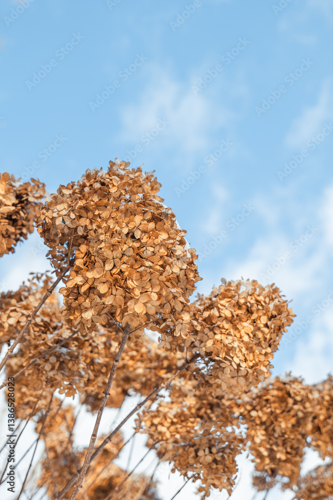 Fototapeta premium Dry hydrangea flower under a blue sky