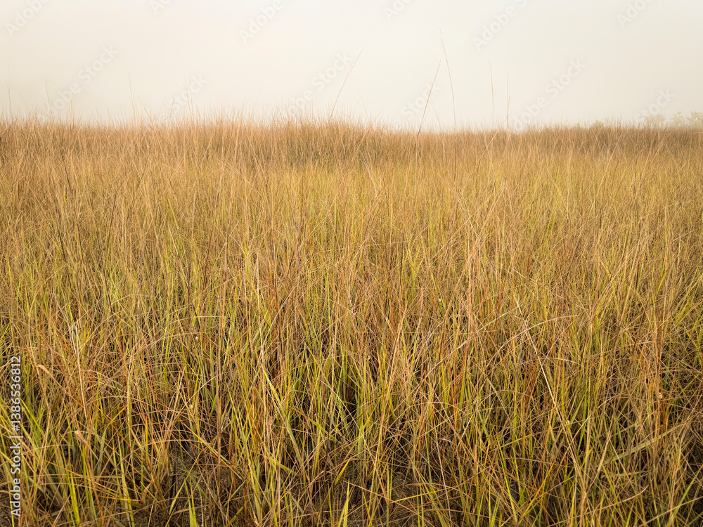 Fototapeta premium Saltwater Marsh Grass