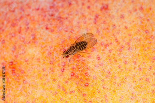 Tropical Fruit Fly Drosophila Diptera Parasite Insect Pest on Fruit Macro