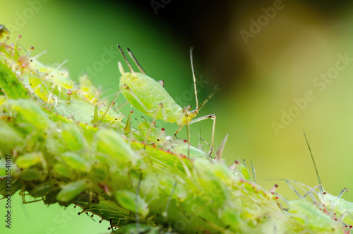 Aphid Colony Close-up. Greenfly or Green Aphid Garden Parasite Insect Pest Macro on Green Background