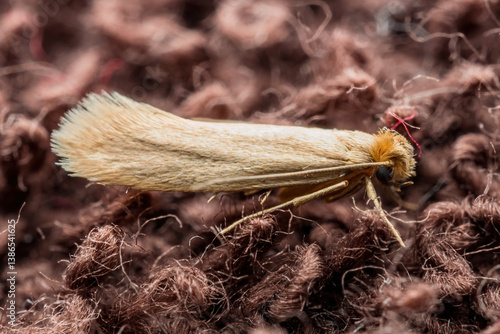 Macro Photo of Common Clothes Moth. Tineola Bisselliella Insect Parasite and Household Pest Infestation on Knitted Fabric