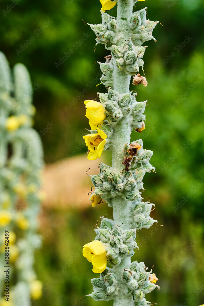 Macro shot of the flowers of a mullein plant Macro shot of the flowers of a mullein plant
