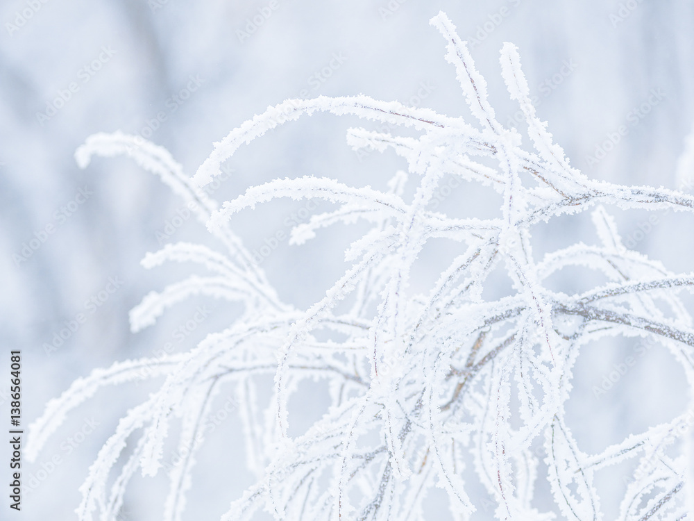 Snow and rime ice on the branches of bushes. Beautiful winter background with trees covered with hoarfrost. Plants in the park are covered with hoar frost. Cold snowy weather. Cool frosting texture.