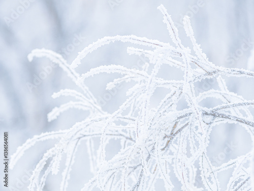 Obraz na płótnie Snow and rime ice on the branches of bushes. Beautiful winter background with trees covered with hoarfrost. Plants in the park are covered with hoar frost. Cold snowy weather. Cool frosting texture. w salonie