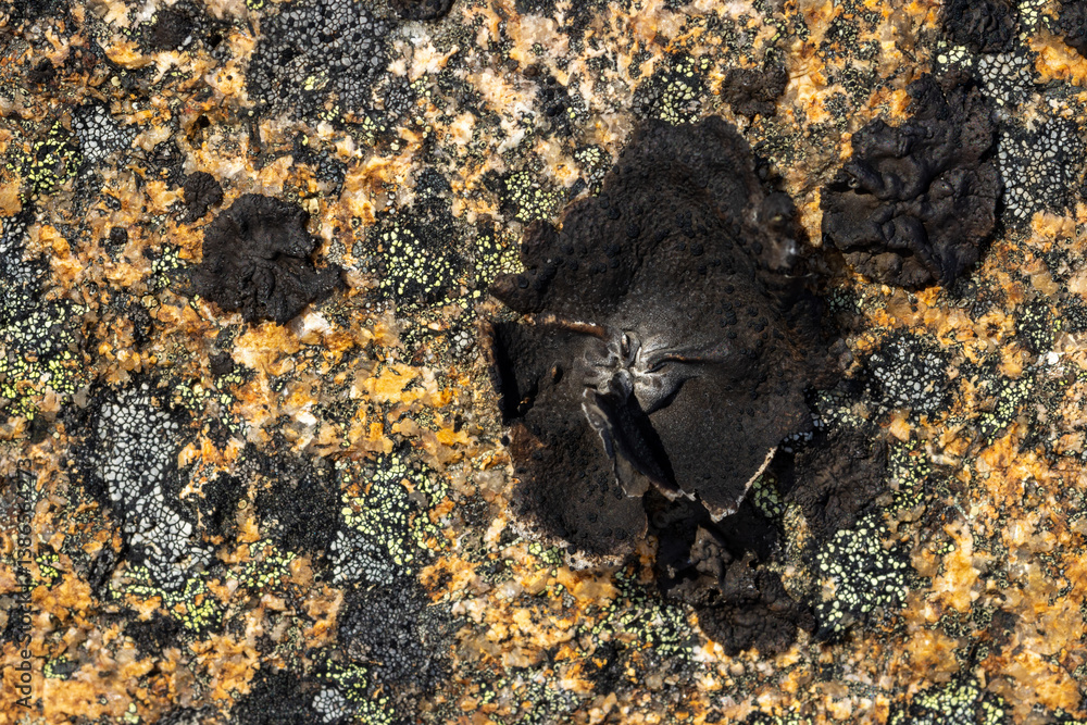 Macro image of lichen on the surface of the stone. Lichenes patterns on a rock surface. Natural texture background.