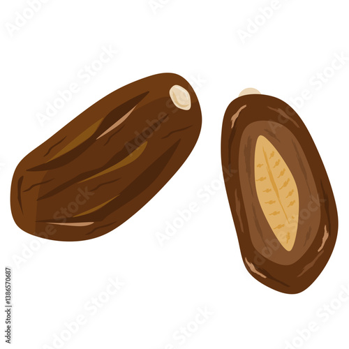 date fruit illustration