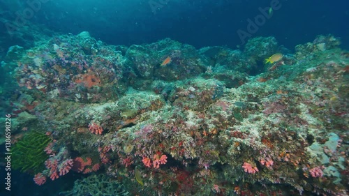 Wallpaper Mural Bright corals demonstrate nature underwater artistry Torontodigital.ca