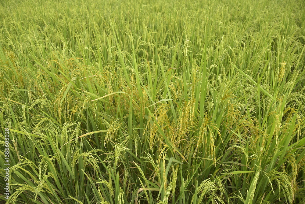 Close up of rice plants in the green and lush paddy fields Close up of rice plants in the green and lush paddy fields